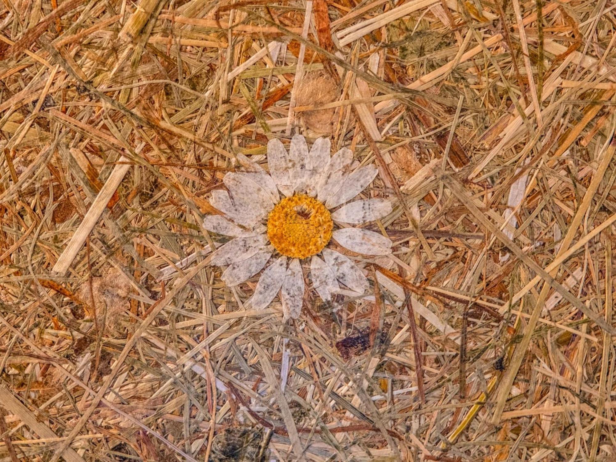 Ich Rocke Daire Hopfgarten im Brixental Dış mekan fotoğraf